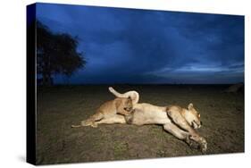 Lioness and Cub-Paul Souders-Stretched Canvas