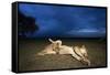 Lioness and Cub-Paul Souders-Framed Stretched Canvas