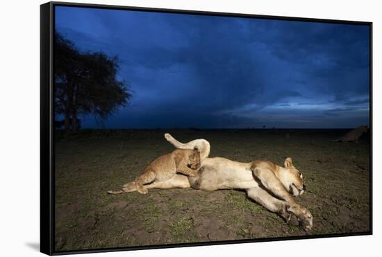 Lioness and Cub-Paul Souders-Framed Stretched Canvas