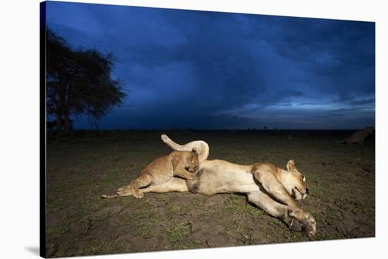 Lioness and Cub-Paul Souders-Stretched Canvas