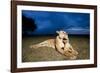 Lioness and Cub-null-Framed Photographic Print