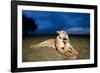 Lioness and Cub-null-Framed Photographic Print