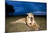 Lioness and Cub-null-Mounted Photographic Print