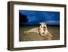 Lioness and Cub-null-Framed Photographic Print