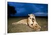 Lioness and Cub-null-Framed Photographic Print