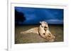 Lioness and Cub-null-Framed Photographic Print