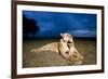 Lioness and Cub-null-Framed Photographic Print