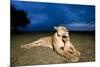 Lioness and Cub-null-Mounted Photographic Print