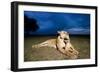 Lioness and Cub-null-Framed Photographic Print