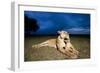 Lioness and Cub-null-Framed Photographic Print