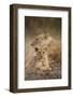 Lioness and Cub-Paul Souders-Framed Photographic Print