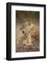 Lioness and Cub-Paul Souders-Framed Photographic Print