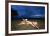 Lioness and Cub-Paul Souders-Framed Photographic Print