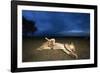 Lioness and Cub-Paul Souders-Framed Photographic Print