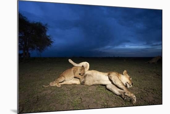 Lioness and Cub-Paul Souders-Mounted Photographic Print
