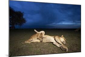 Lioness and Cub-Paul Souders-Mounted Photographic Print