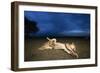 Lioness and Cub-Paul Souders-Framed Photographic Print