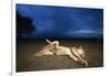 Lioness and Cub-Paul Souders-Framed Photographic Print