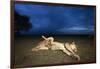 Lioness and Cub-Paul Souders-Framed Photographic Print