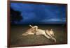 Lioness and Cub-Paul Souders-Framed Photographic Print