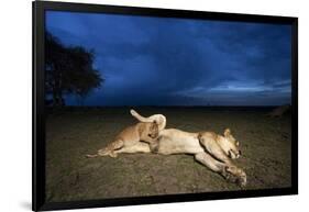 Lioness and Cub-Paul Souders-Framed Photographic Print