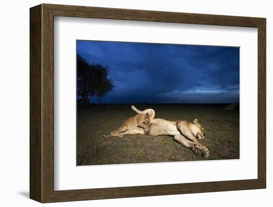 Lioness and Cub-Paul Souders-Framed Photographic Print