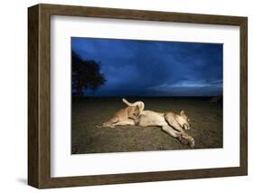 Lioness and Cub-Paul Souders-Framed Photographic Print