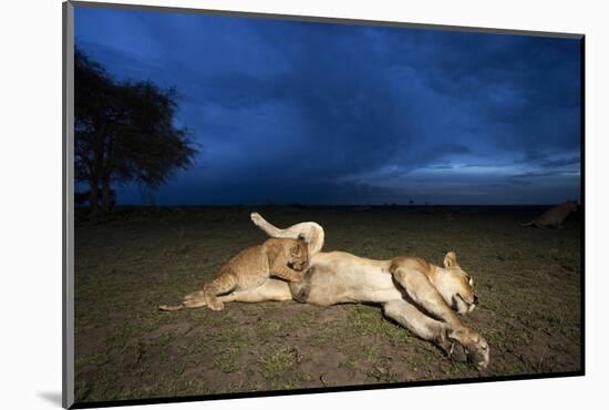 Lioness and Cub-Paul Souders-Mounted Photographic Print