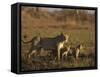 Lioness and Cubs, Busanga Plains, Kafue National Park, Zambia, Africa-Sergio Pitamitz-Framed Stretched Canvas