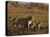 Lioness and Cubs, Busanga Plains, Kafue National Park, Zambia, Africa-Sergio Pitamitz-Stretched Canvas