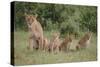 Lioness and Cubs in Grass-DLILLC-Stretched Canvas