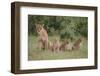 Lioness and Cubs in Grass-DLILLC-Framed Photographic Print