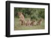 Lioness and Cubs in Grass-DLILLC-Framed Photographic Print