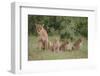 Lioness and Cubs in Grass-DLILLC-Framed Photographic Print