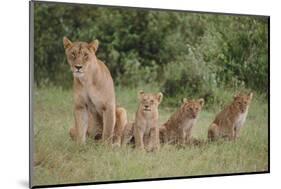 Lioness and Cubs in Grass-DLILLC-Mounted Photographic Print