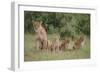 Lioness and Cubs in Grass-DLILLC-Framed Photographic Print