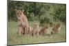 Lioness and Cubs in Grass-DLILLC-Mounted Photographic Print