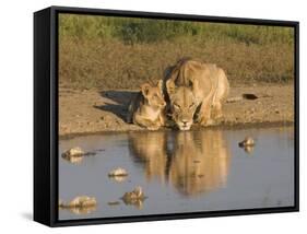 Lioness and Cubs, Kgalagadi Transfrontier Park, Northern Cape, South Africa, Africa-Toon Ann & Steve-Framed Stretched Canvas