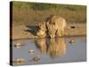 Lioness and Cubs, Kgalagadi Transfrontier Park, Northern Cape, South Africa, Africa-Toon Ann & Steve-Stretched Canvas