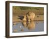 Lioness and Cubs, Kgalagadi Transfrontier Park, Northern Cape, South Africa, Africa-Toon Ann & Steve-Framed Photographic Print