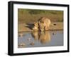 Lioness and Cubs, Kgalagadi Transfrontier Park, Northern Cape, South Africa, Africa-Toon Ann & Steve-Framed Photographic Print