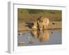 Lioness and Cubs, Kgalagadi Transfrontier Park, Northern Cape, South Africa, Africa-Toon Ann & Steve-Framed Photographic Print
