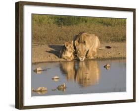 Lioness and Cubs, Kgalagadi Transfrontier Park, Northern Cape, South Africa, Africa-Toon Ann & Steve-Framed Photographic Print