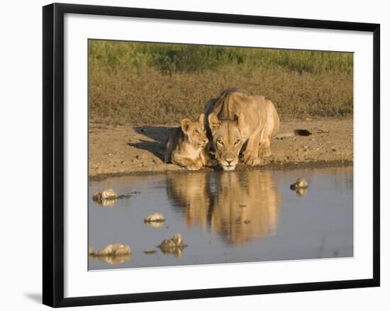 Lioness and Cubs, Kgalagadi Transfrontier Park, Northern Cape, South Africa, Africa-Toon Ann & Steve-Framed Photographic Print