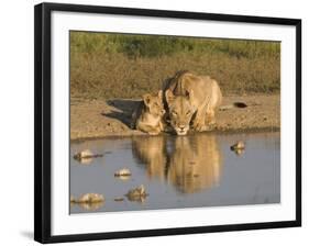 Lioness and Cubs, Kgalagadi Transfrontier Park, Northern Cape, South Africa, Africa-Toon Ann & Steve-Framed Photographic Print