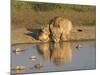 Lioness and Cubs, Kgalagadi Transfrontier Park, Northern Cape, South Africa, Africa-Toon Ann & Steve-Mounted Photographic Print