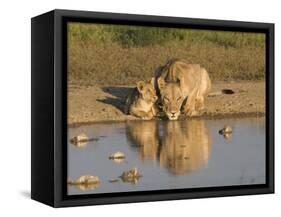 Lioness and Cubs, Kgalagadi Transfrontier Park, Northern Cape, South Africa, Africa-Toon Ann & Steve-Framed Stretched Canvas