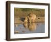 Lioness and Cubs, Kgalagadi Transfrontier Park, Northern Cape, South Africa, Africa-Toon Ann & Steve-Framed Photographic Print