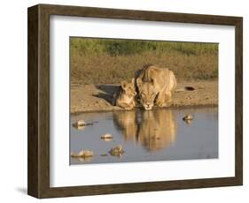 Lioness and Cubs, Kgalagadi Transfrontier Park, Northern Cape, South Africa, Africa-Toon Ann & Steve-Framed Photographic Print