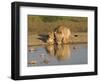 Lioness and Cubs, Kgalagadi Transfrontier Park, Northern Cape, South Africa, Africa-Toon Ann & Steve-Framed Photographic Print